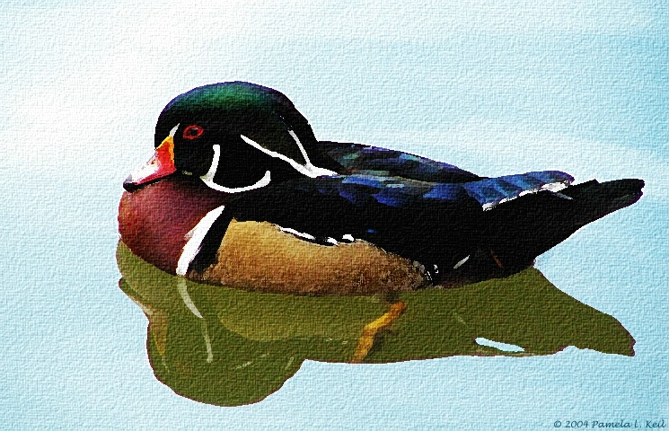 Painted Duck