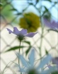 Fragile beauty