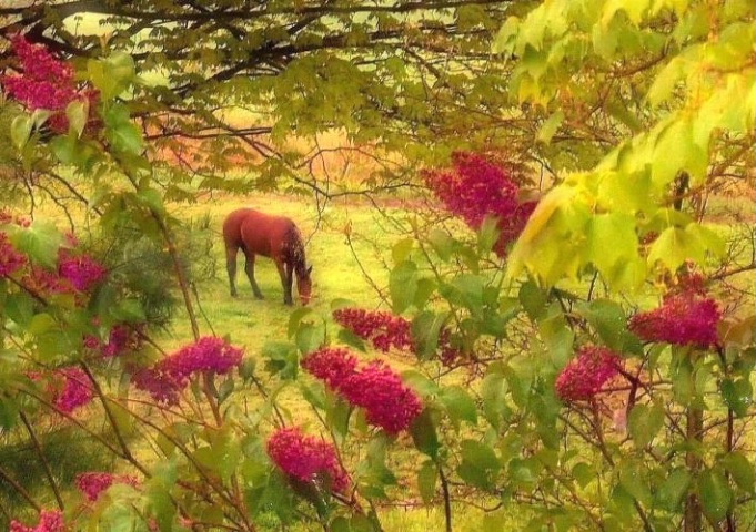 Lilac Time