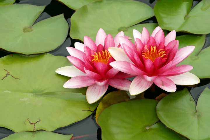 Water Lilies