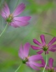 Garden pastels