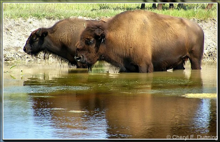 bison_cooling_off