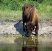 bison_drinking
