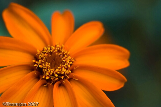 Arlington:  Zinnia