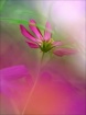 Garden illusions