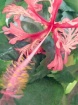 Hibiscus schizope...