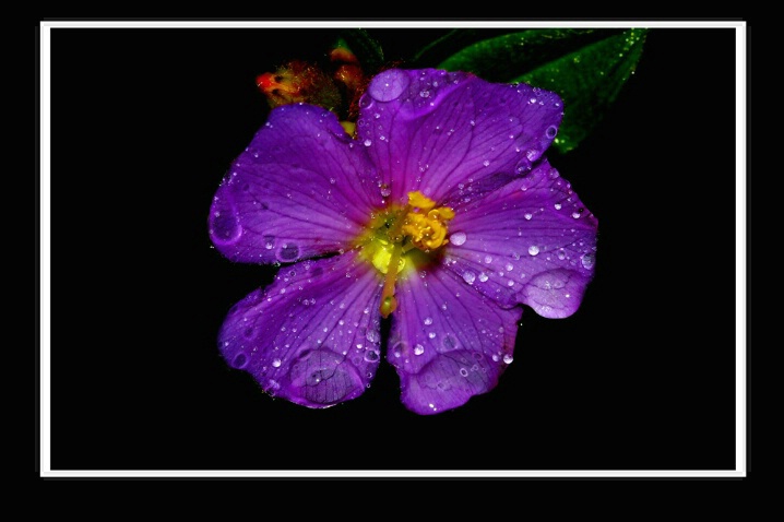 Purple Beauty - ID: 4483391 © VISHVAJIT JUIKAR