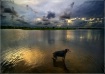 My Dobie Kingdom