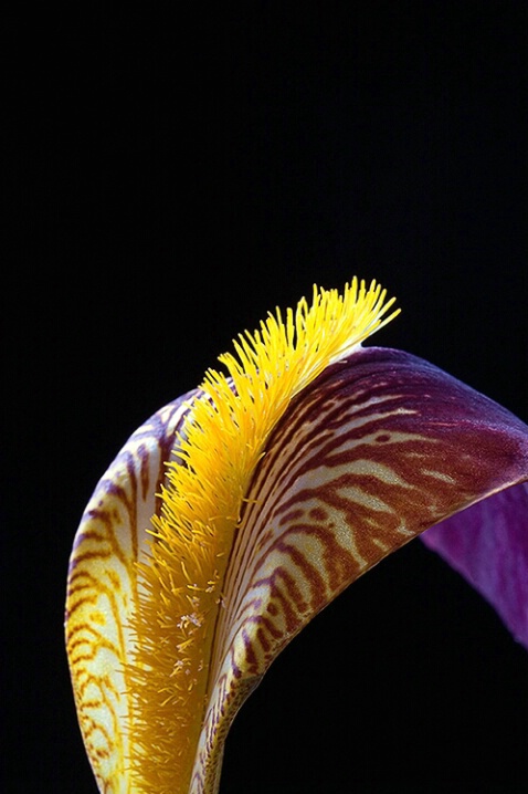 Iris, yellow, flower, macro