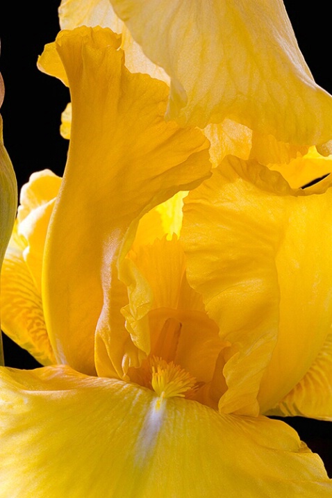 iris, yellow, flower, macro