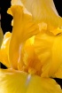 iris, yellow, flo...