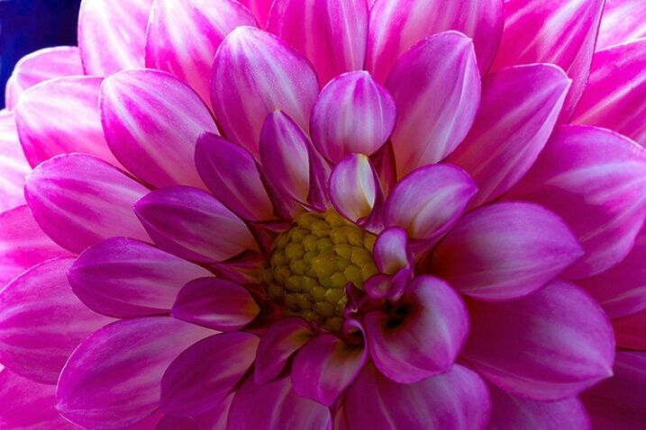 dahlia, pink, flower, macro