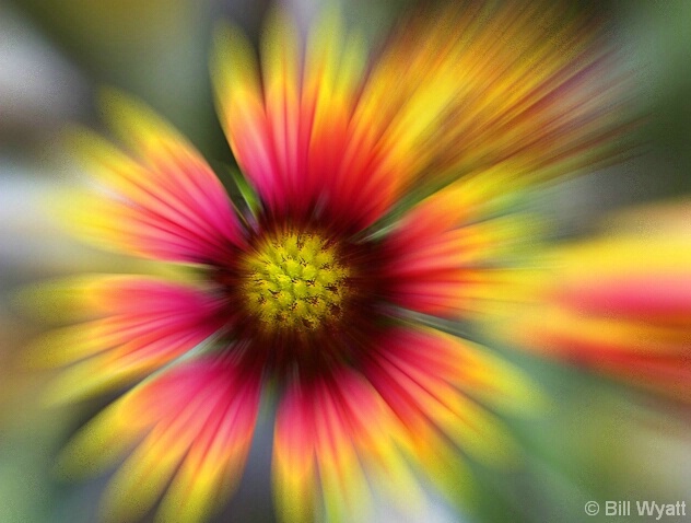 Zoomed Indian Blanket