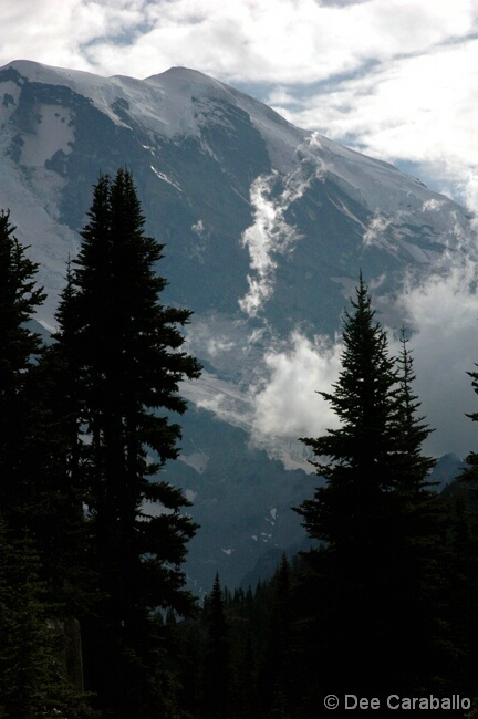 Snow and Pines