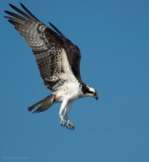 Osprey Hovering by its Nest 