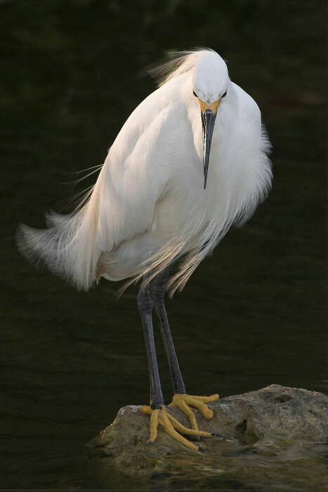 Snowy Egret