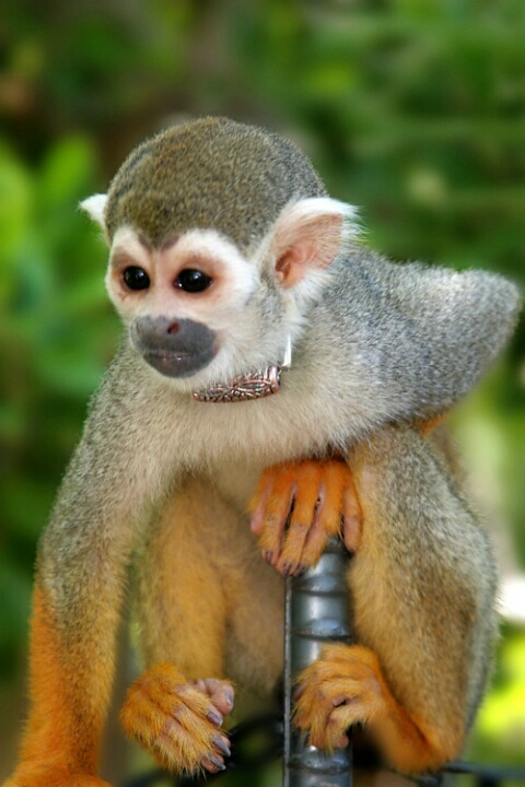 squirrel monkey