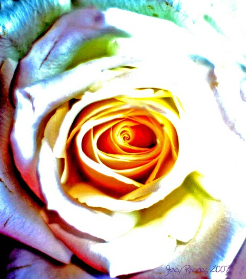 Rose of a Different Color