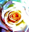 Rose of a Differe...