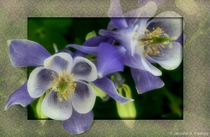 purple_columbine_with_mat