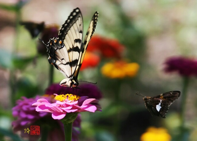 Back off!  This zinnia is taken!