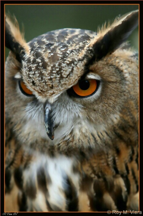 Wise Owl!