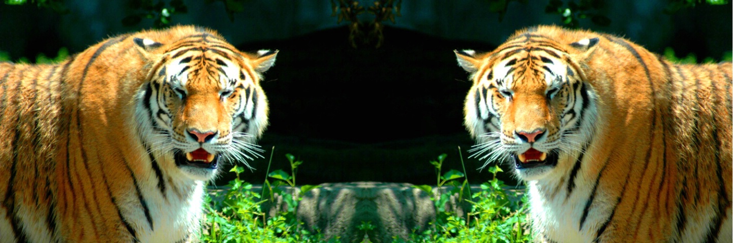 redone tiger - ID: 4492336 © Sibylle Basel