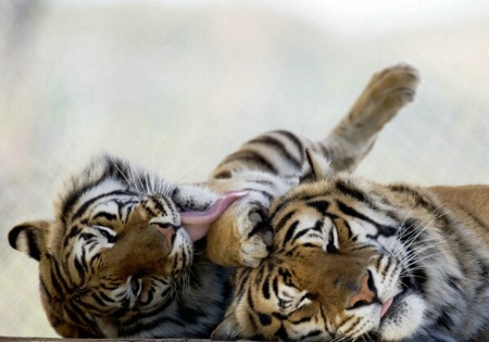 Bengal Tigers-Panthera tigris
