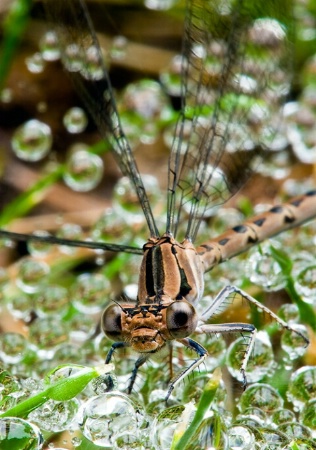 Dragonfly & Dewdrops