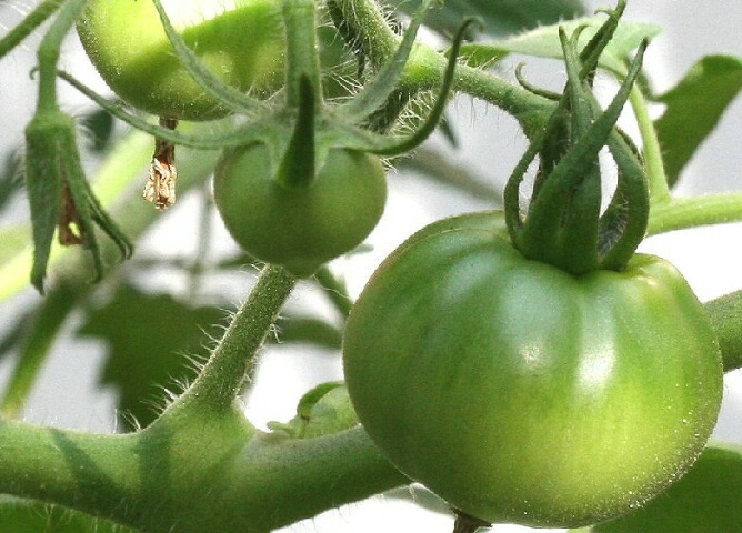 Hairy Tomatoes
