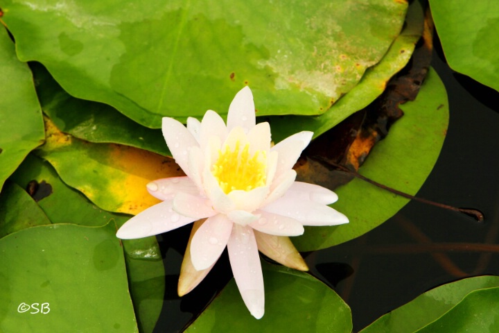 Lily Pad/Flower