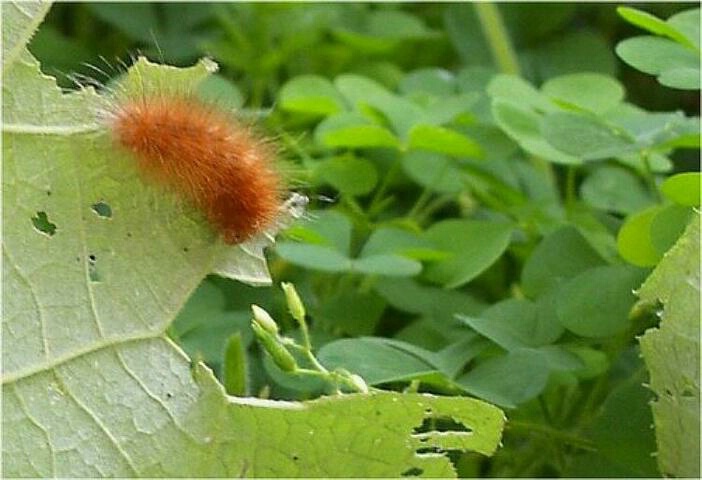 vibrant caterpillar