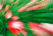 Nectar Explosion ...