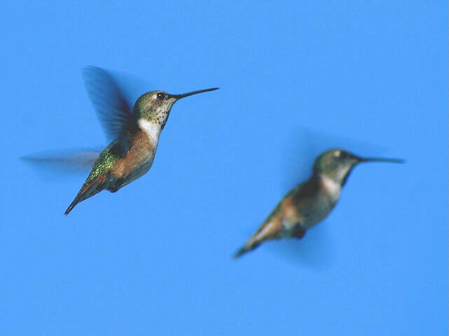 Under The Shadow Of His Wings