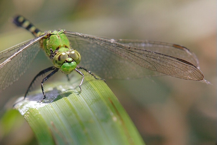 Green ...