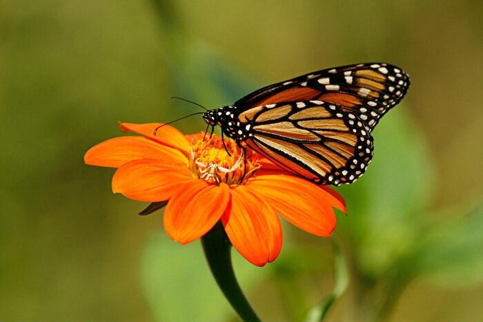 A Monarch and a Crab Spider