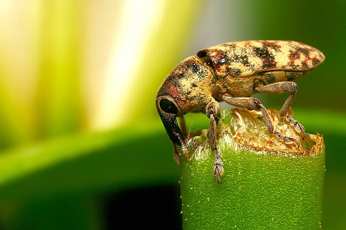 Colorful Weevil