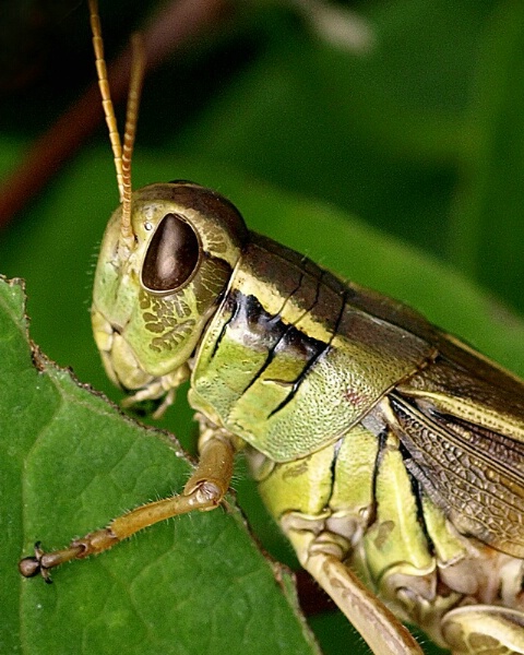 One Handsome Hopper