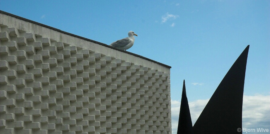 Seagull and art