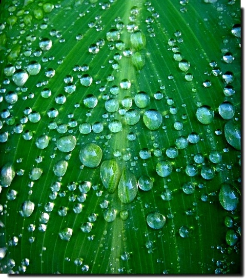 Drops on green