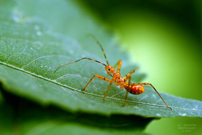 Among the foliage