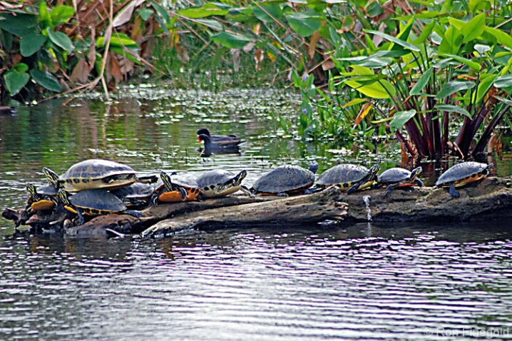 Turtles - ID: 4507175 © Ronald Finegold