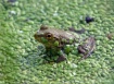 Tiny frog in a bi...