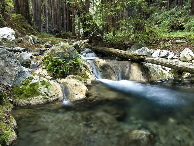 Redwood Cascade