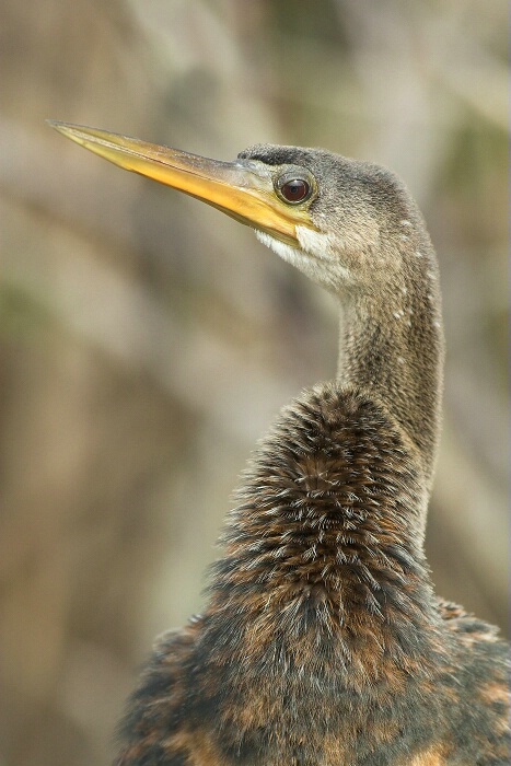 Anhinga