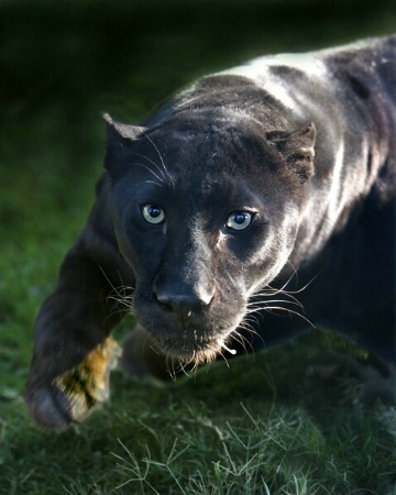 Charging Black Leopard-Panthera pardus