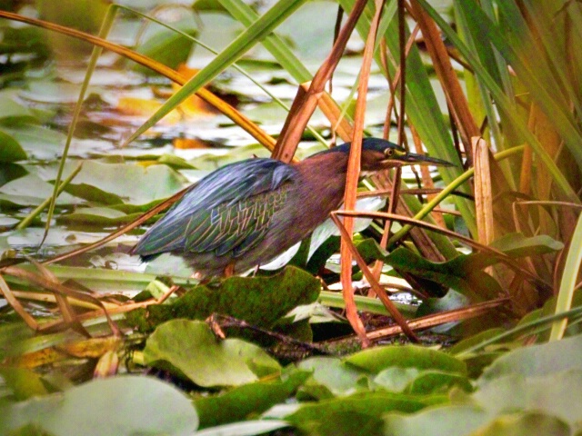 <b>Green Heron</b>