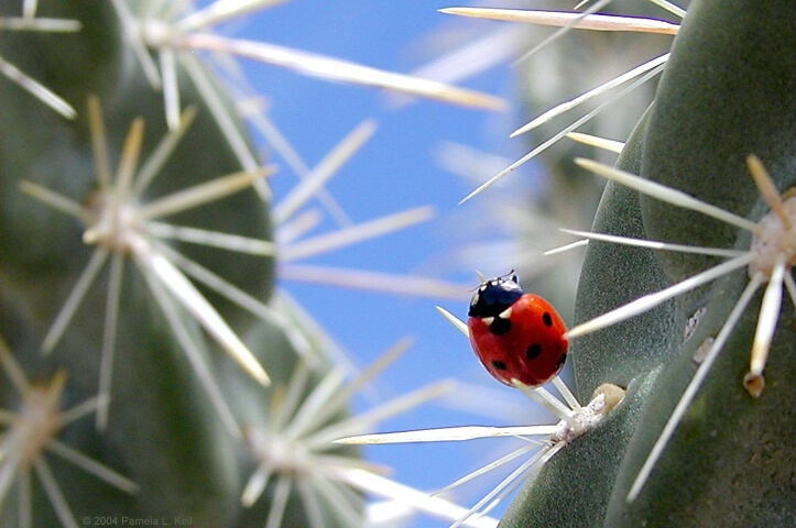 A Prickly Situation