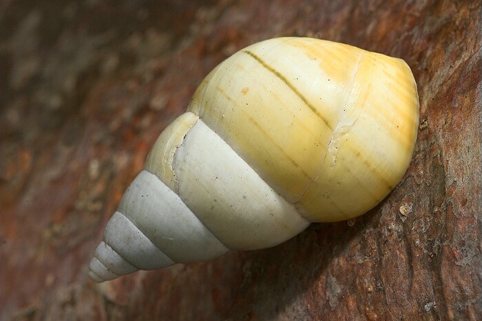 Florida Tree Snail