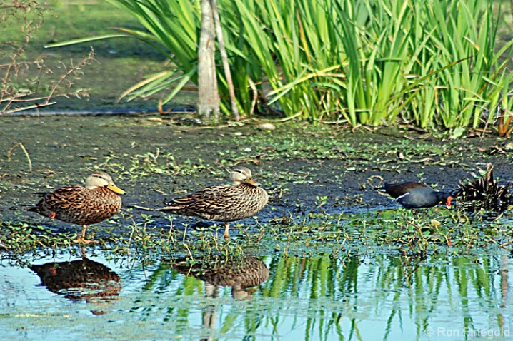 Mottled Ducks and Moorhen - ID: 4512243 © Ronald Finegold